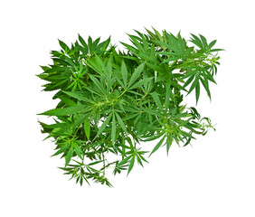 Wall Mural - One fresh green cannabis plant isolated on white