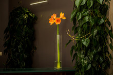 Beautiful Blooming Orange Lilies Served In Tall Glass Vase