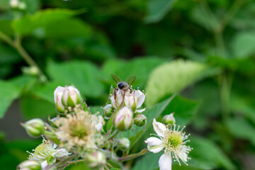 bee on a flower