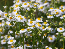 White Flower Of Annual Fleabane Or Eastern Daisy Fleabane. Erigeron Annuus
