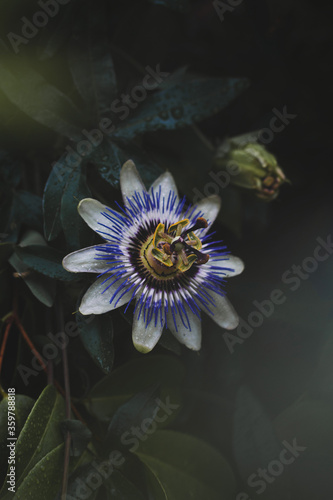 purple and white flower in tilt shift lens © photography