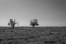 Isolated Trees In Barren, Harsh, Prairie Landscape