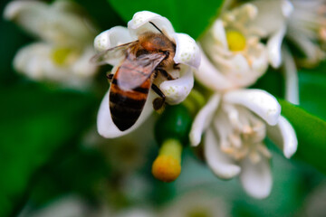 bee pollinating lemon flower. Macrophotography  bee.