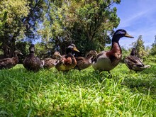 A Bunch Of Ducks In The Grass In Davis California 