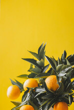 Orange Tree Branches Bouquet With Orange Fruits On Yellow Background
