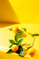 Fresh orange fruits with orange tree leaves on yellow background. sunlight effect