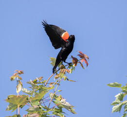 Wall Mural - A male red-winged blackbird (agelaius phoeniceus) taking flight from a leafy tree into blue sky in spring