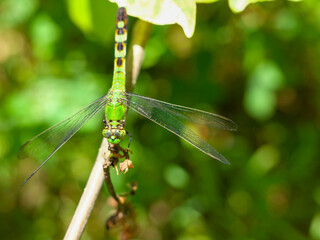 Female Eastern Pondhawk Dragonfly on a Branch