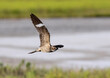 The common nighthawk (Chordeiles minor) in flight over wetland, Galveston, Texas, USA