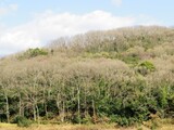 Fototapeta Sawanna - 日本の田舎の風景　2月　早春の山の木々と青空