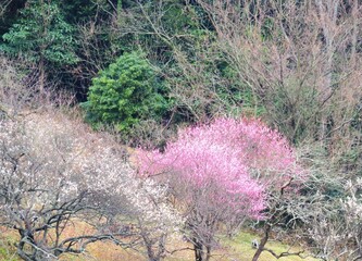 日本の田舎の風景　2月　紅白の梅の木　山の木々