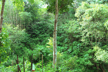 green forest in the morning