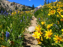 Blue Lupines, Red Paintbrush And Yellow Sunflowers Bloom In The Wasatch Mountains In Summer Near Salt Lake City, Utah