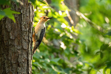 Red-Bellied Woodpecker Perched On A Tree At Sunset.

