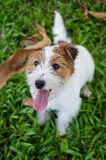 Fototapeta Koty - Jack Russell Terrier looking up at the camera