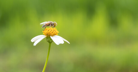 Wall Mural - hover fly sucking nectar on a daisy flower. beautiful macro insects 