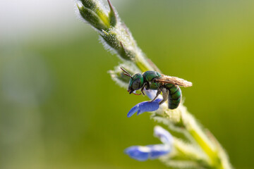 Wall Mural - Close up image of colorful cuckoo wasp resting on a little flowers