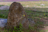 Fototapeta Desenie - Yellow daisy in front of boulder