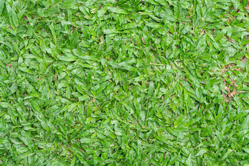 Full frame of tropical carpet grass or saranna grass.