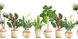 Watercolor hand drawn seamless horizontal border with houseplants in brown clay terra cotta pots. Potted sanseviera snake plant, calathea, pease lily Spathiphyllum,ficus fiddle leaf tree. Flowerpots