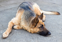Sad German Shepherd Dog Lying Down Outdoors