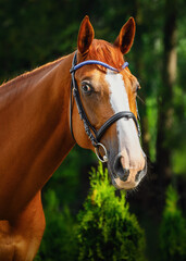 Wall Mural - portrait of chestnut dressage horse in bridle in summer