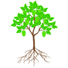 Wall Mural - Melicoccus bijugatus spanish lime or ginepa, mamoncillo tree with fruit and roots.