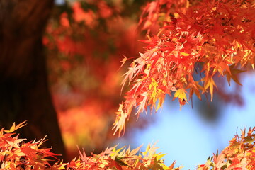 red autumn leaves