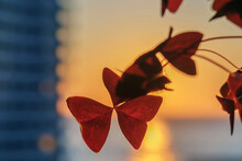 Leaf Of The Purple Shamrock Plant Or Love Plant Detail With Blurred Sunset Background