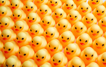 A Lot Of Rubber Ducks Standing In A Order