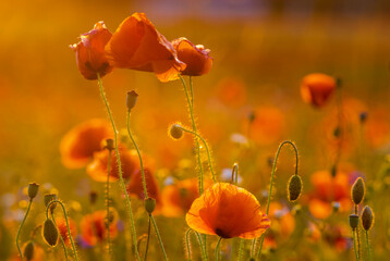 Wall Mural - poppy meadow in the light of the setting sun