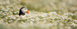 Puffin in a sea of daisies (Mayweed).  