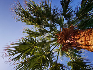 Poster - palm trees and blue sky