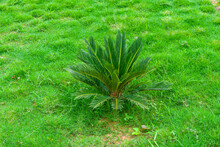 Cycad Plant Looking Beautiful In The Green Grass Field.