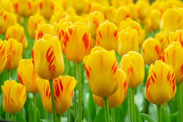 Tulip fields red orange yellow Netherlands close-up