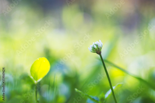 Fotomural clover in the grass - white clover flower, close up view