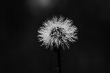 Fototapeta Dmuchawce - Dandelion in black and white tones.