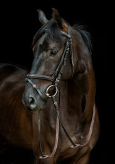 Male Stallion brown horse head and shoulders against a dark brown background