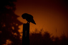 Silhouette Of A Barn Owl At Dusk On A Perch Ready Too Hunt It''s Prey. Barn Owl Tyto Alba 