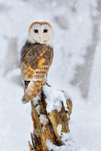 Adult Barn Owl (tyto Alba) Perched Looking Back In The Snow Showing A White Heart Shaped Face. Wintery White Snow Postcard Wild Owl Scene