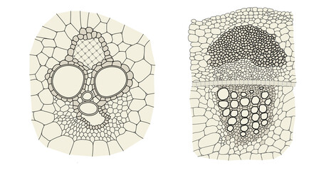 Plant vascular bundle comparison on monocot (left) and dicot (right)