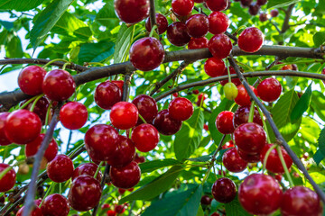 Wall Mural - Beautiful Fresh Cherries on Branch