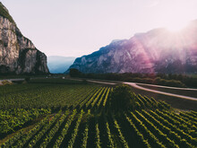 Aerial View Of Beautiful Rows Of Vineyards In Picturesque Mountains Valley At Sunset. Farm Of Grapes For Wine Production  In Italian Region With Favorable Climate For Growing