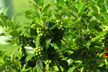 Naklejka na meble Holly2