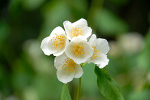 Close Up Of Tiny White Flowers With Yellow Stamen With Soft Lighting. White Blooming Flowers Isolated On Green Blurred Background 
