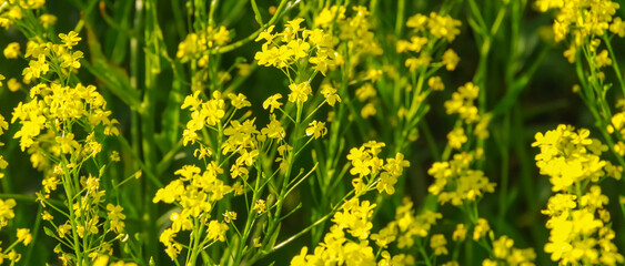 Beautiful summer field with blooming yellow flowers, yellow background