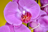 Fototapeta Storczyk - Fioletowe kwiaty storczyka w zbliżeniu.