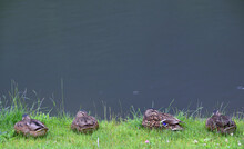 Four Small Brown Ducks Sit In The Rain On The Edge Of A Water In A Meadow And Wait