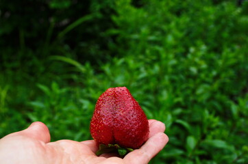 Harvesting of fresh ripe big red strawberry fruit in Dutch greenhouse