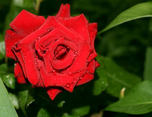A Large Red Rose With Dew Drops. Beautiful Flower On A Dark Background. The Perfect Flower.